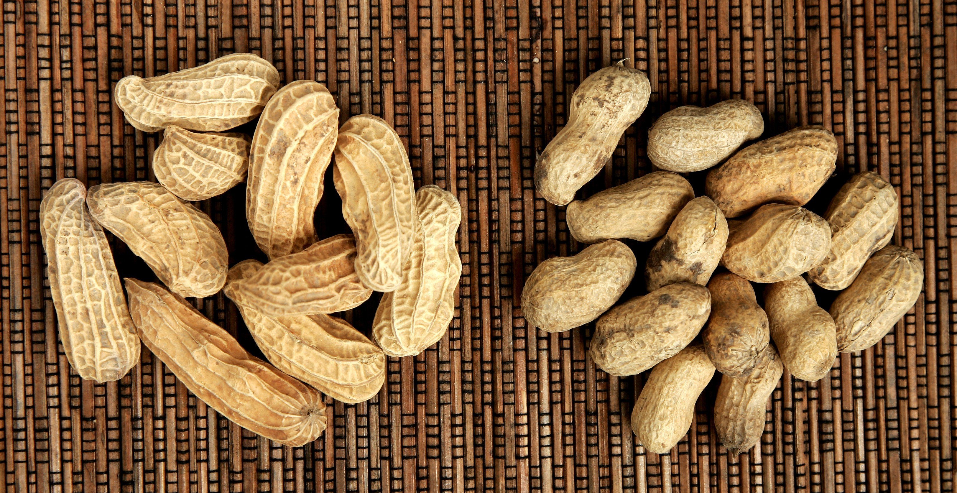 5 Health Benefits of Peanut Butter for Dogs